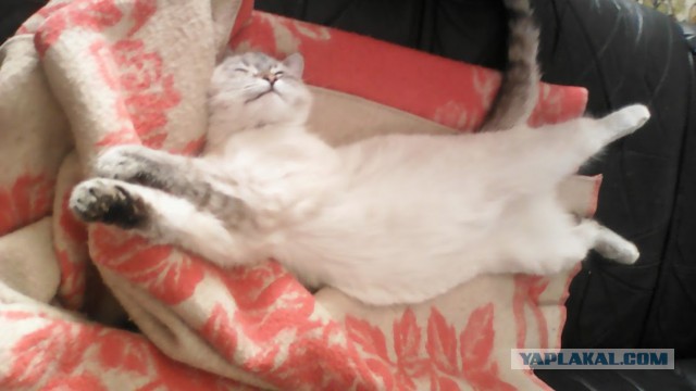 Котовторник  19.12.2017