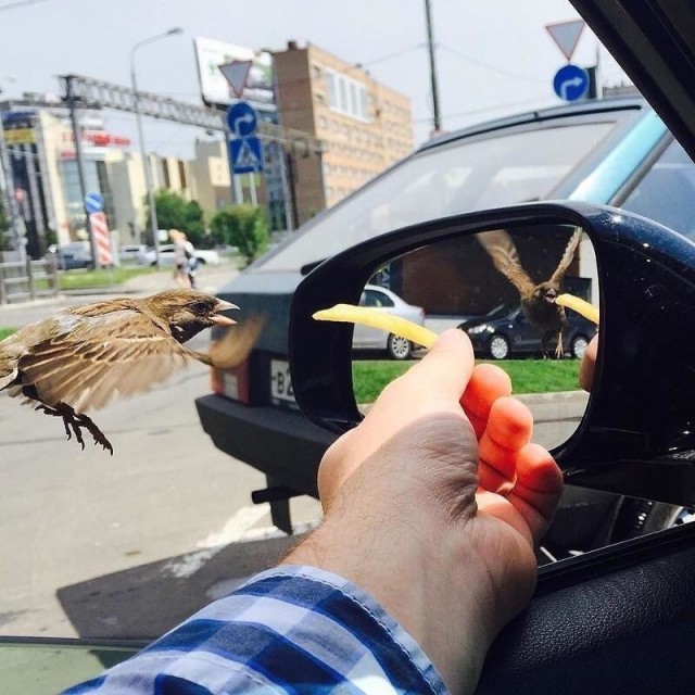 Живность из сети