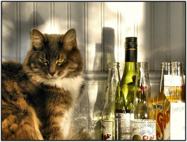 Котопятница: А кто не пьёт? Назови! ))