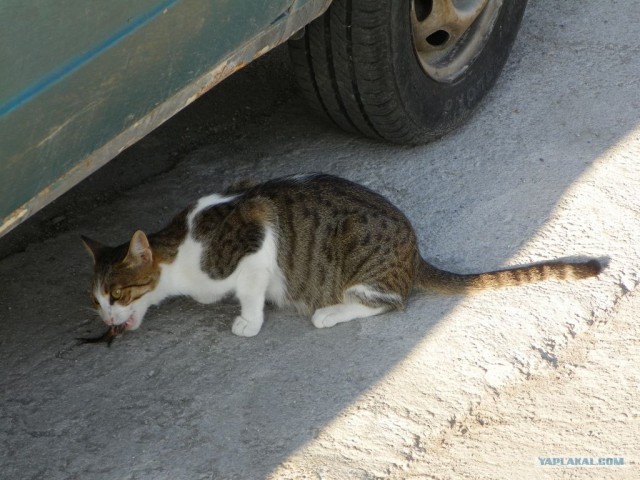 Котовторник начался