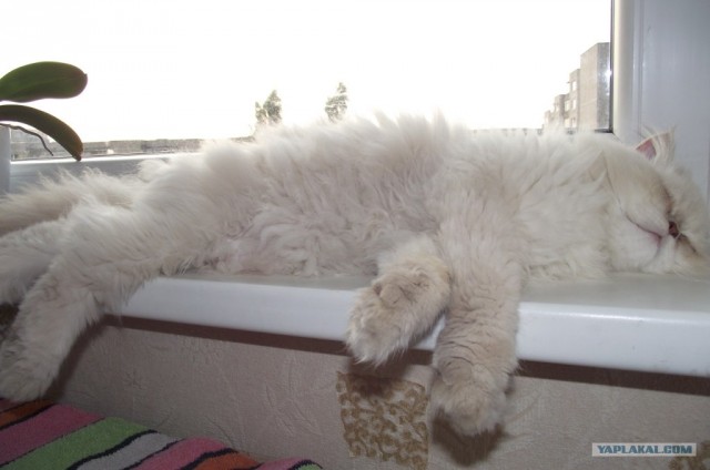 Котовторник с Кузей