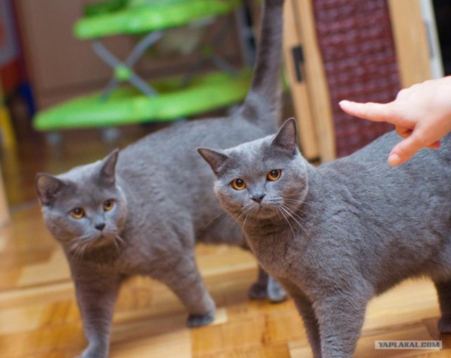 Котовторник!