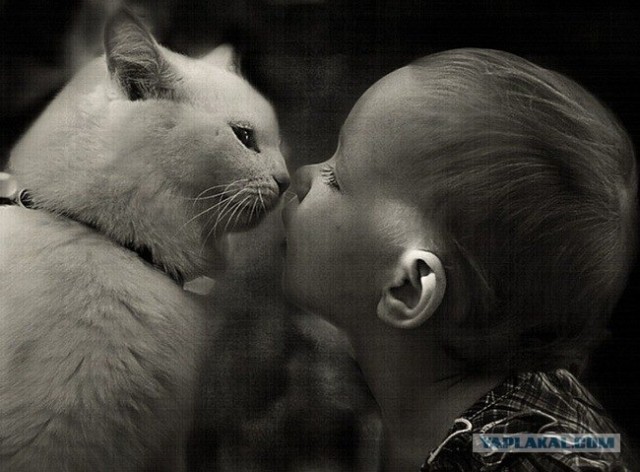 Котовторник 20.12.2011