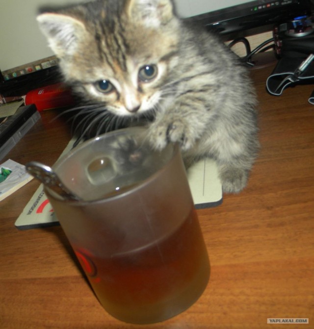 Первый КОТОВТОРНИК 2012