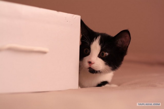 Котовторник 17 января