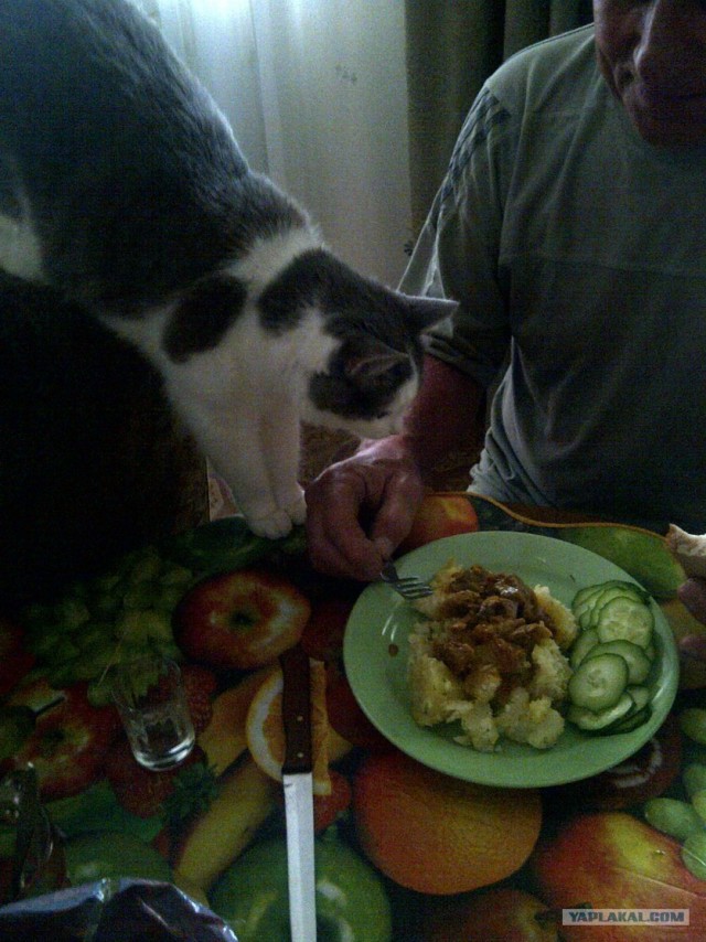 Котовторник (15.05.2012)