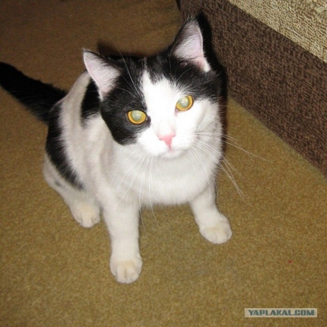 Котовторник  19.06.2012
