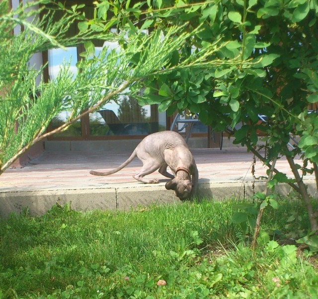 Котовторник 03 07 2012