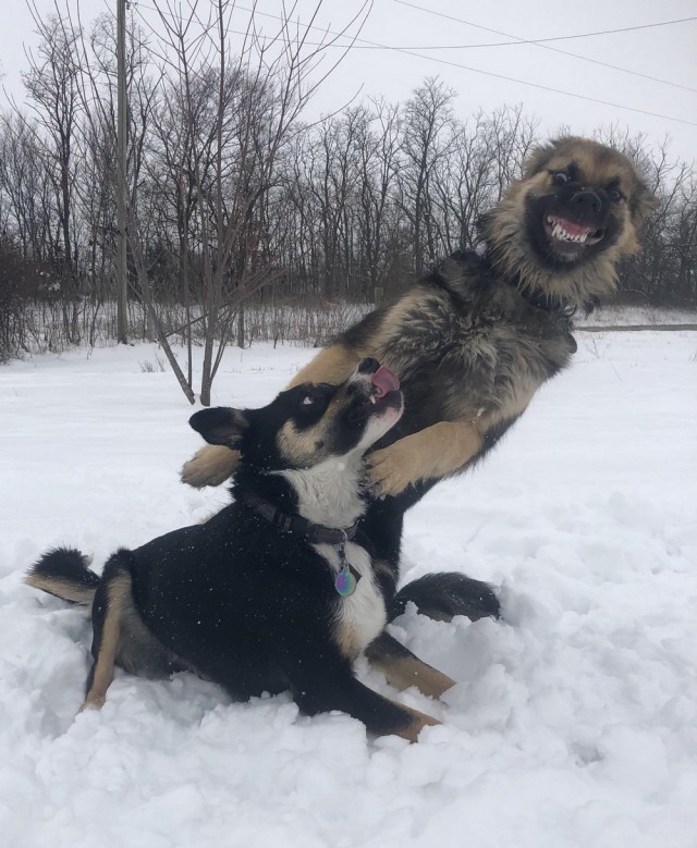 Живность из сети