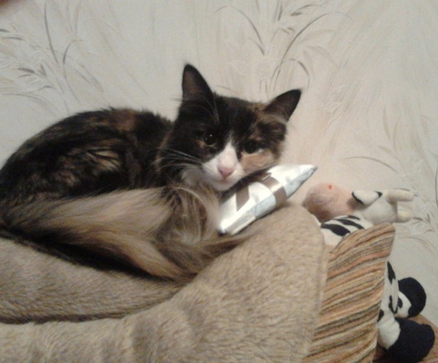 Котовторник  17.07.2012