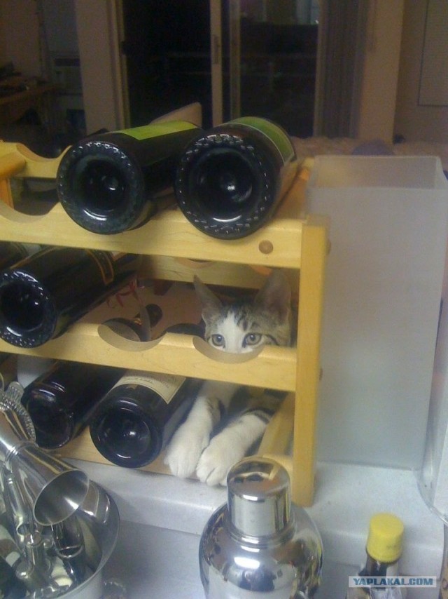 Котовторник 31.07.2012 г.