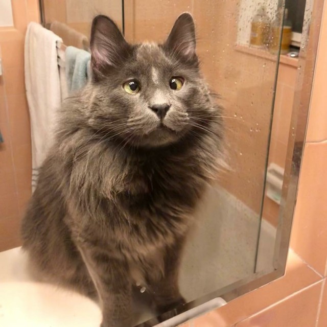 Прикольных котов пост