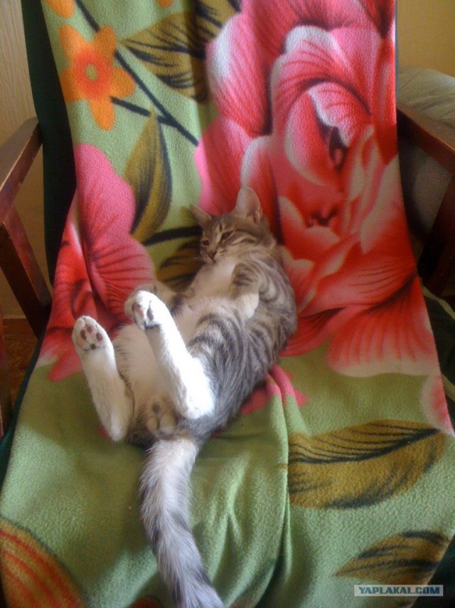 История одного кота