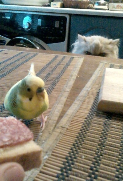 "Утром кормил попугая бутером.."