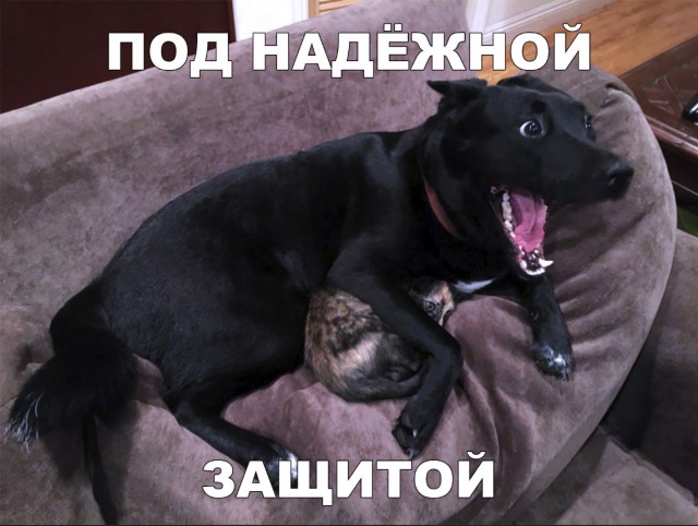 Милые животные. Мимиметр сломался