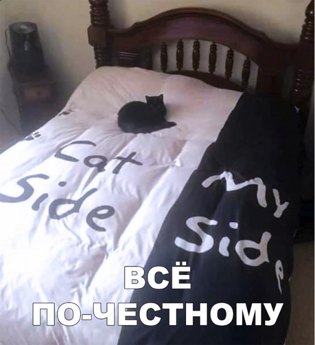 Забавные фото котеек