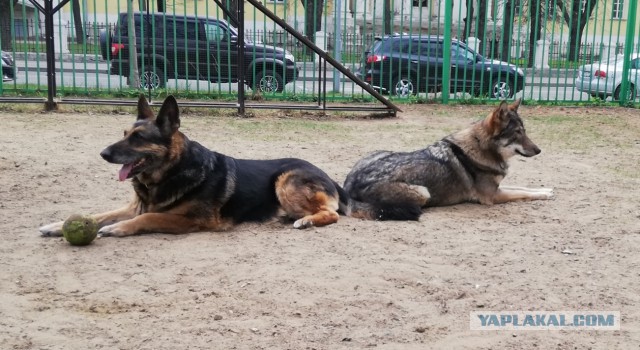 Питомцы по паспорту и в жизни
