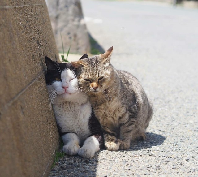 Котовторник! начнем? 04.06.19