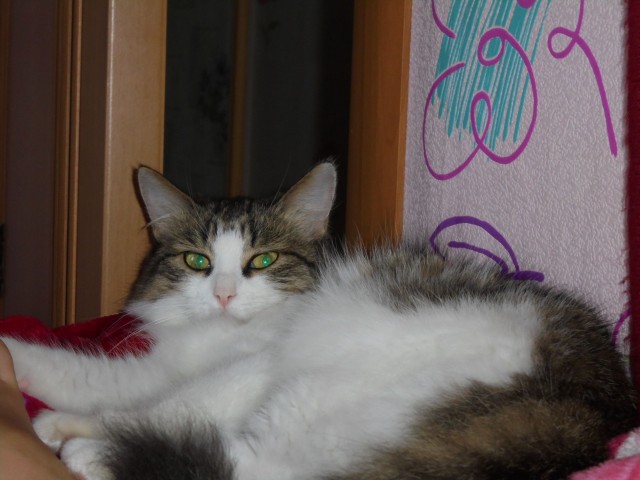 Котобелочка
