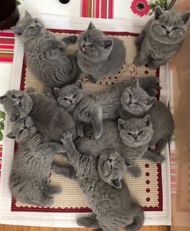 Забавные фото котеек