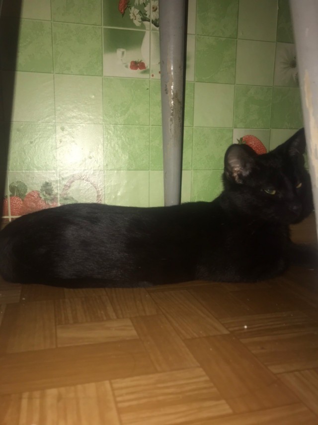 Забавные фото котеек
