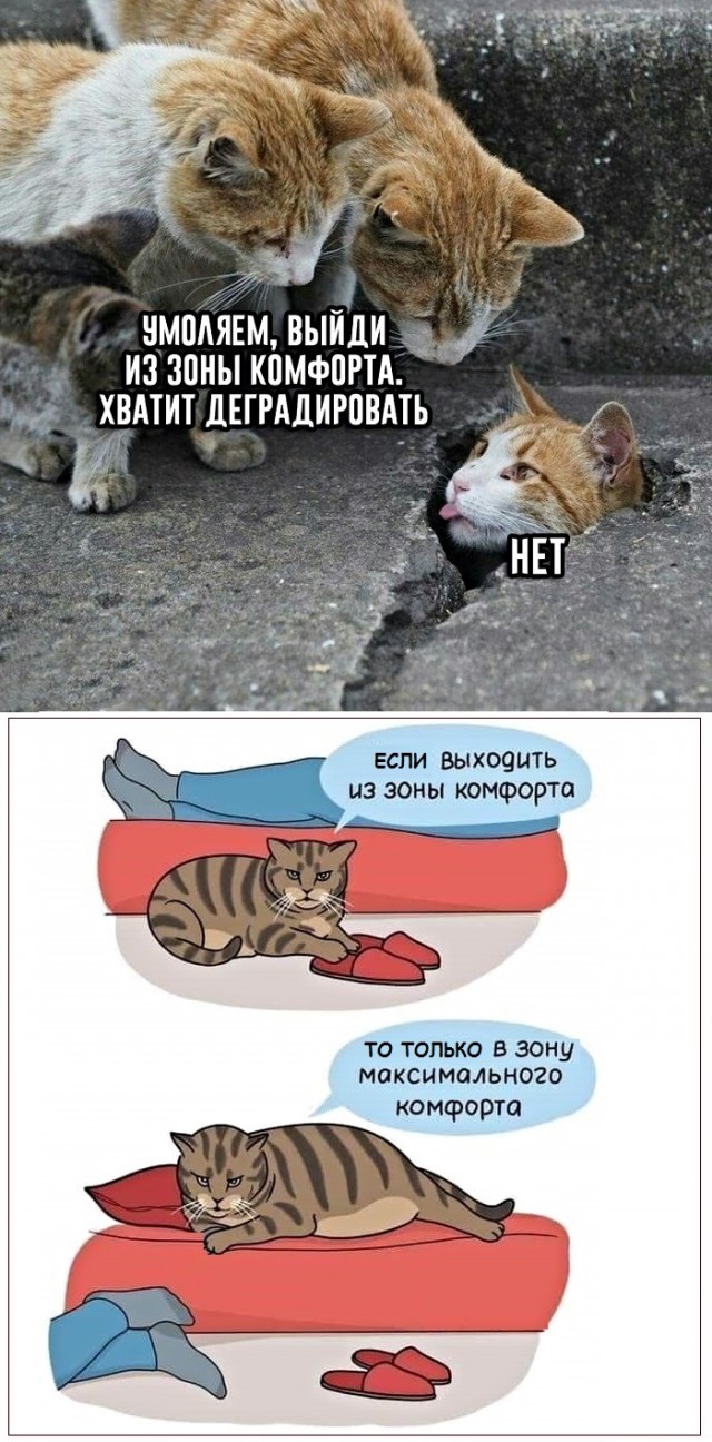 Картинки с надписями, истории и анекдоты 08.11.19