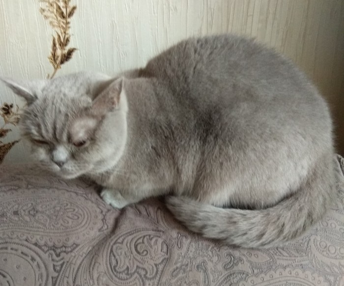 Десять лет на ЯПе