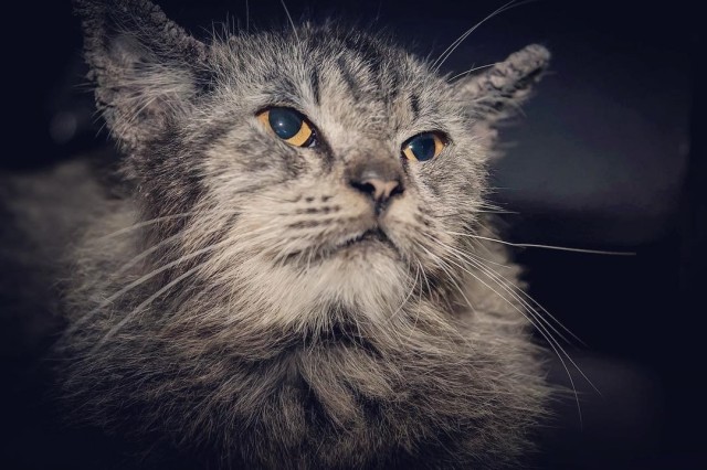 Дикий котовторник 14.01.20
