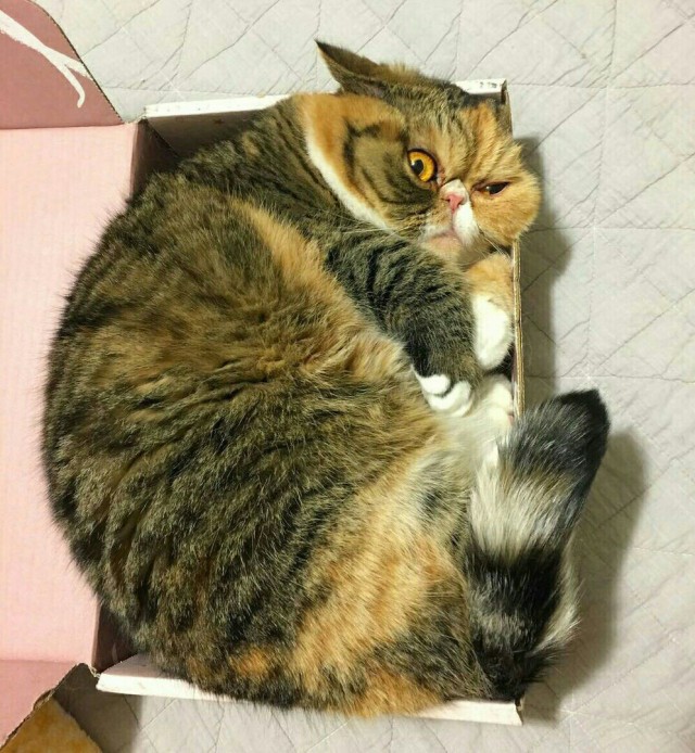 Тимка