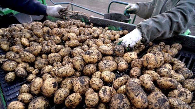 Новый закон: штраф за выращивание картофеля.