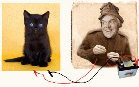 Котэ попрошайкэ