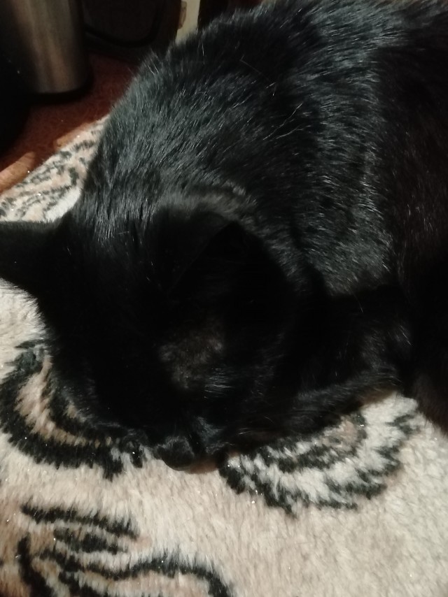 Котовторнику быть!