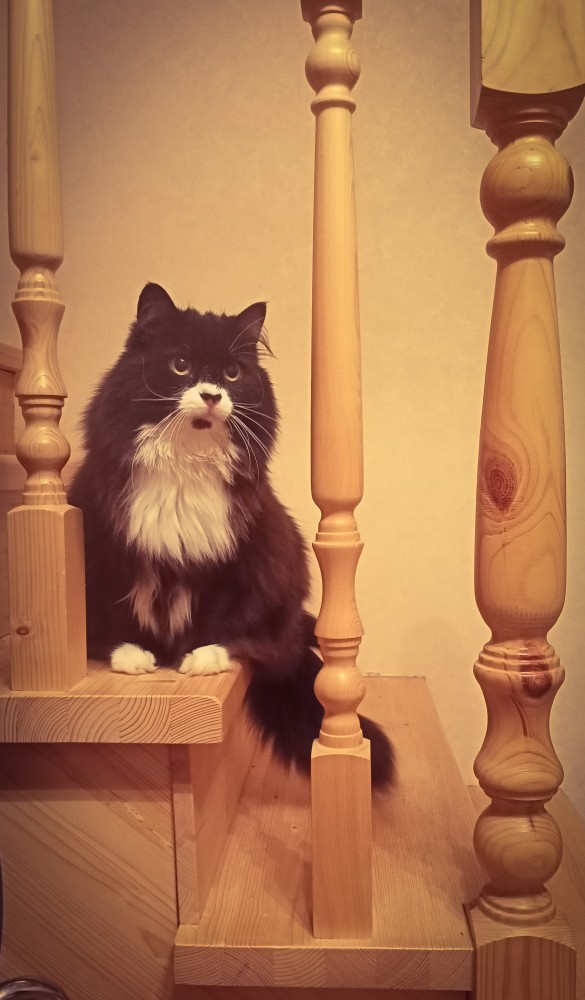 Даешь котовторник!