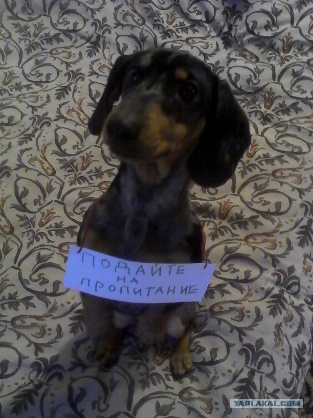 Собакены