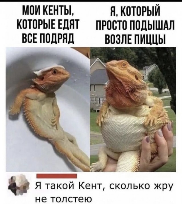 Всяческие картинки 29.06.2021