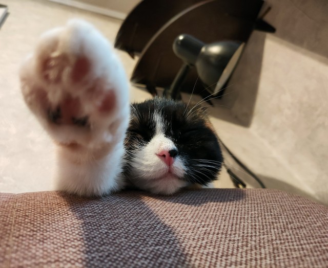 Погнали! С котовторником, други!