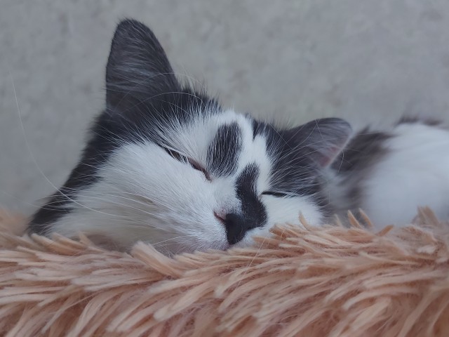 Котовторник вроде.