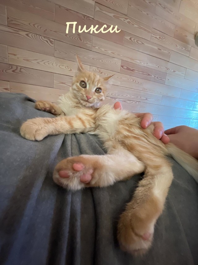 Жизнь домашнего приюта "Котоленд" 329