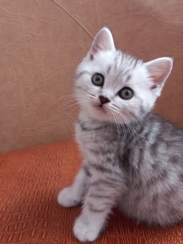 С праздником и котофторником!