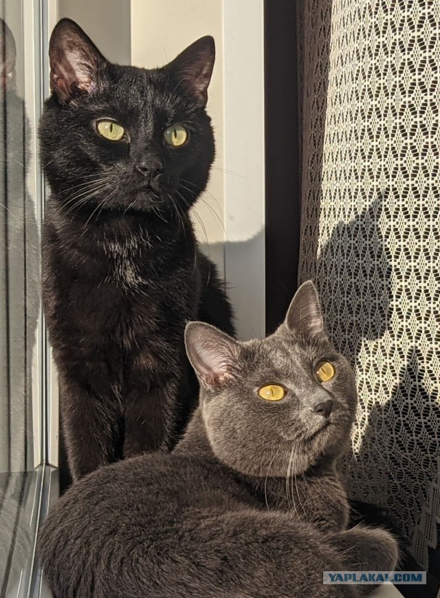 Рыжий кот