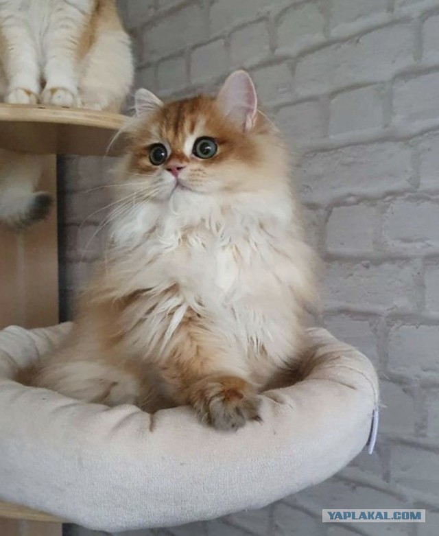 А что, уже вторник?