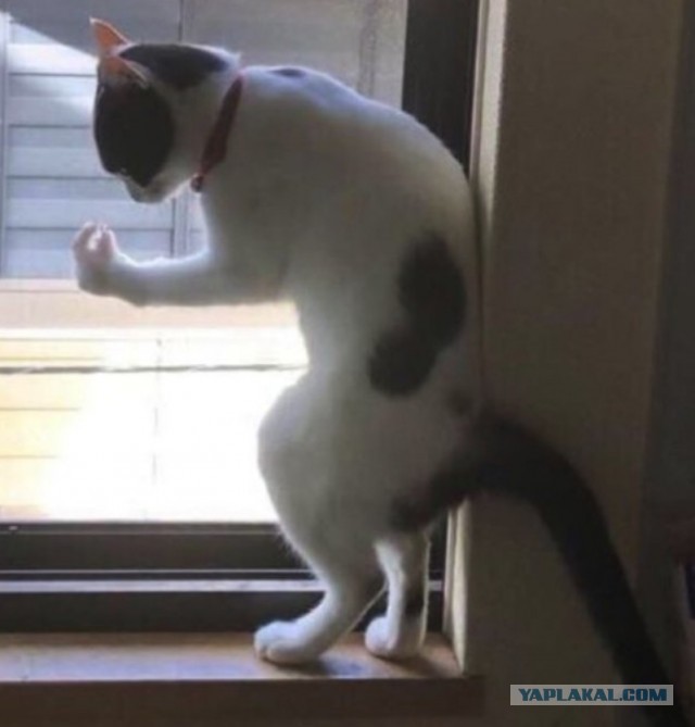 Котовторник. Немного сицилийских котов.