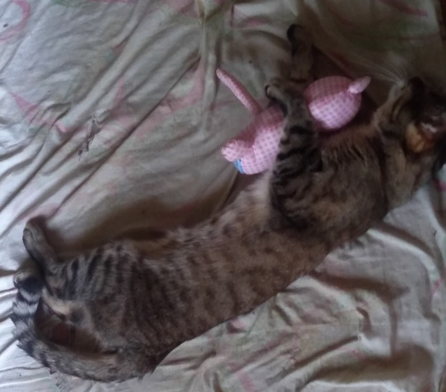 Приехал с работы домой, а тут...вот