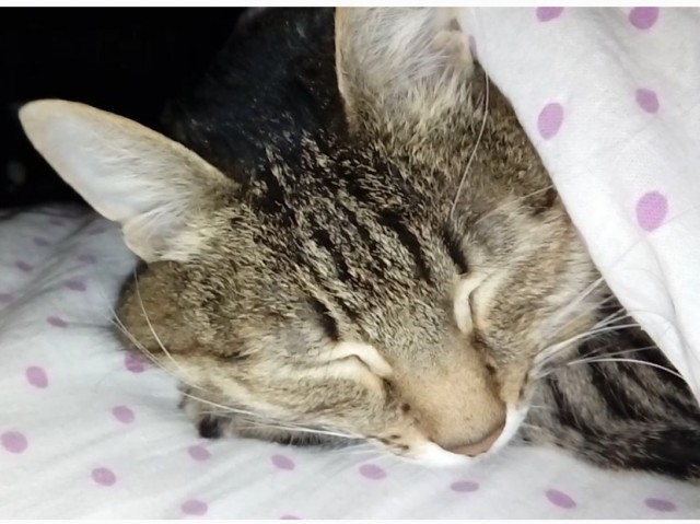 На котовторник