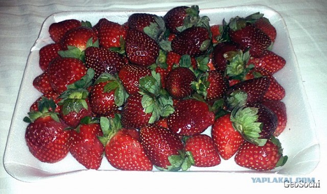 Синайские приключения. Шарм-эш-Шейх и окресности