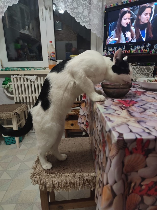 Кот падонаг