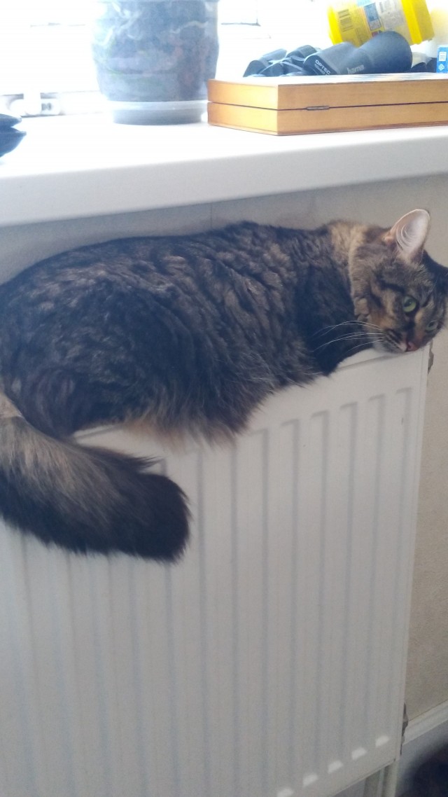Почему грустят котики?