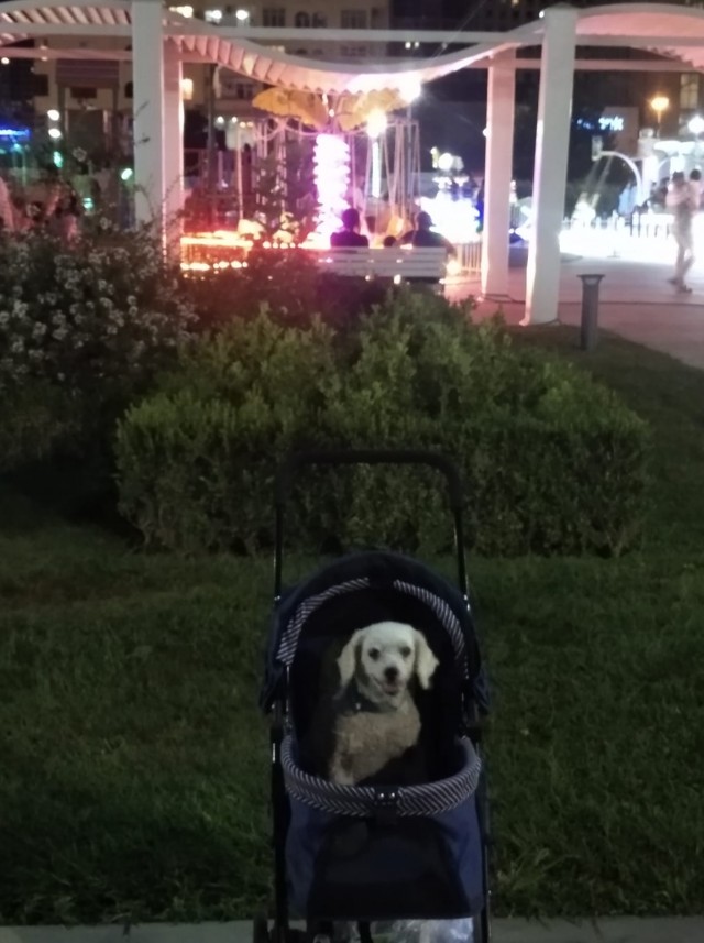Год после приюта