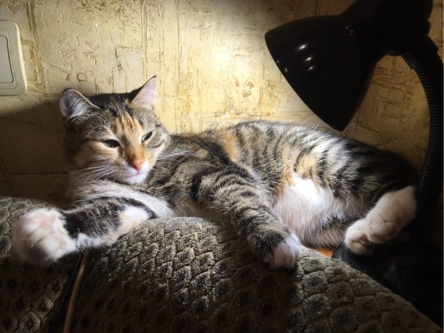 Коточетверг!
