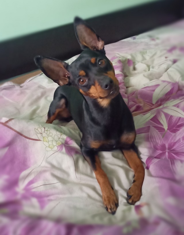 Наши верные друзья